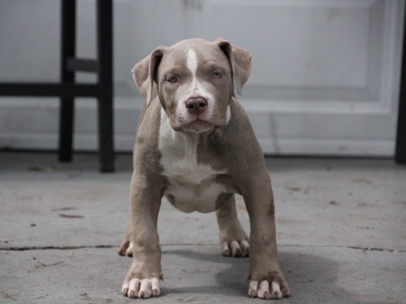 American Bulldog – Pedigree American Bulldog Puppy for Sale – 14 Weeks Old – Jacksonville
