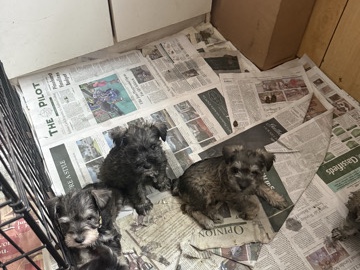Miniature Schnauzer – miniature schnauzer puppies – Carthage