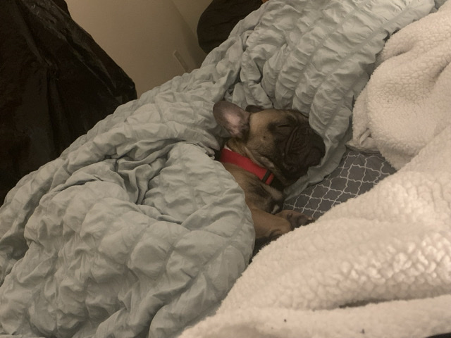 French Bulldog – Rehoming frenchie – Belmont