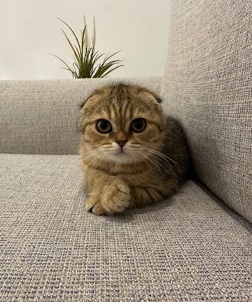 Scottish Fold – Scottish fold