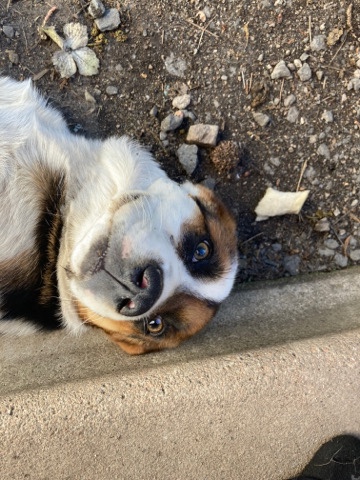 puppy