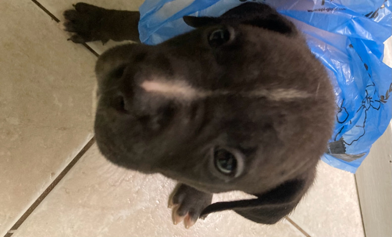 Pitbull Puppy