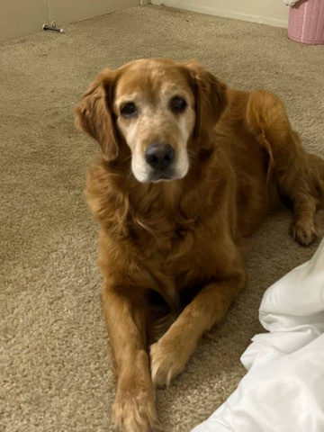 Golden Retriever – golden retriever Named Roxy