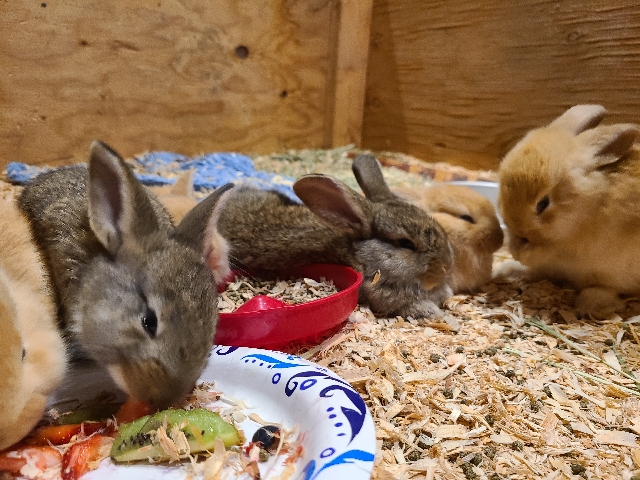 Flemish Giant Babies