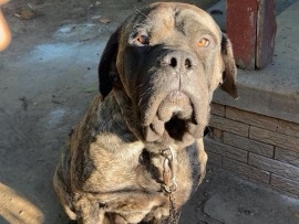 Mastiff – mastiff x Great Dane puppies – Detroit