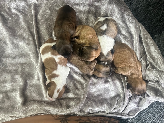 shorkies