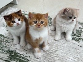 British Shorthair – ‏for sale Pure British cat -  للبيع قطط بريتش بيور - سلاله نقيه الوان مميزه – أم القيوين