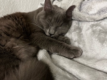 Betty 🤍 Russian Blue 