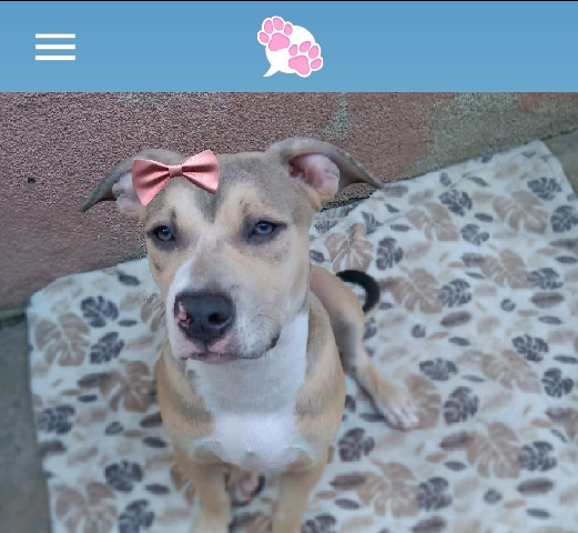 American Pit Bull Terrier – Bluenose pitbull puppy