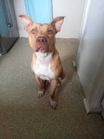 I need to sell my beautiful boy