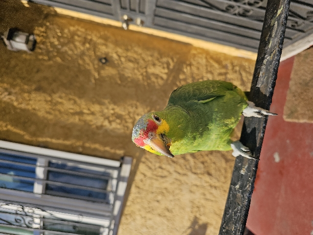 Amazon Parrot – parrot