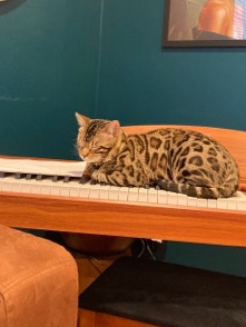 Bengal – Bengal cat (rehome)