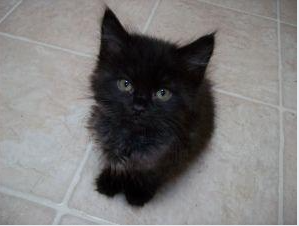 Maine Coon – ragdoll mainecoon mix kittens