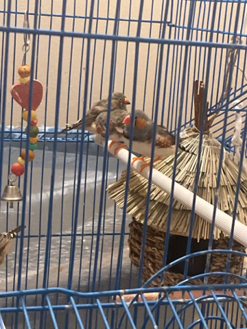 zebra finches