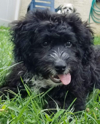 cockapoo puppy