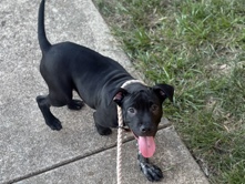 American Pit Bull Terrier - 7 month old Pit Bull available for adoption in Greensboro