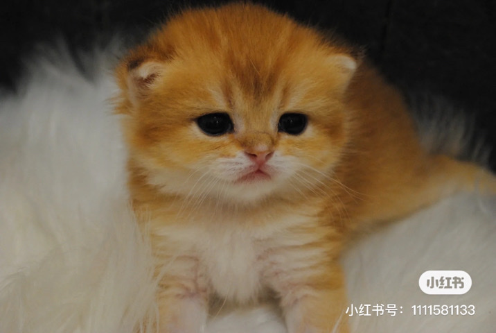 British Shorthair – purebreed Golden British shorthair