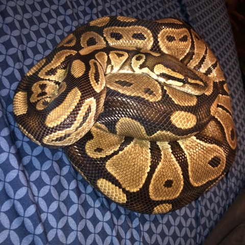 Any – Ball python