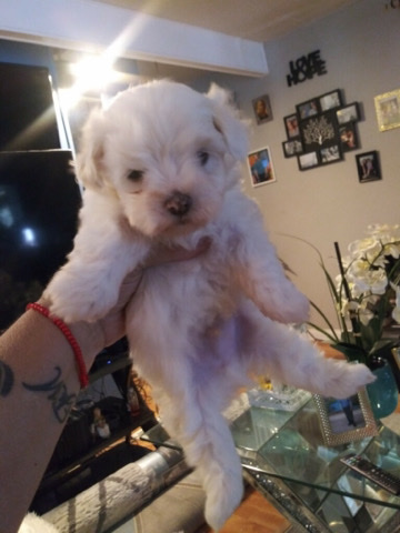 Maltese – Maltese Pups