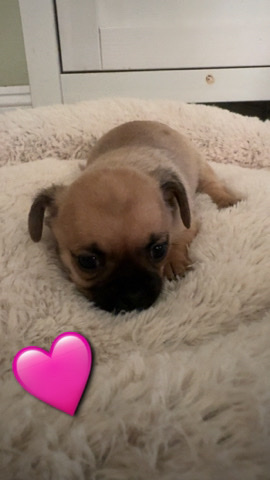 Pug – Female Chug/Pughuahua