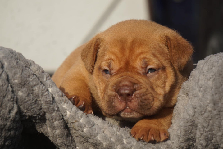 French Bulldog – FRENCHIES - Looking for a home