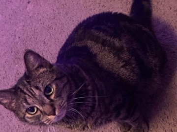 Russian White, Black and Tabby – Lulu needs a better home – Mooresville
