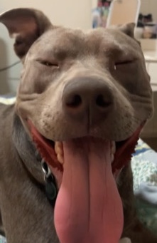 American Bulldog – needs a good home