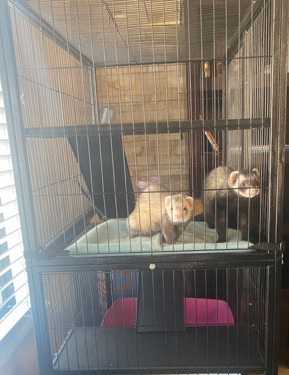 ferret – 2 Ferrets with cage