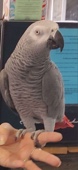 Looking for an african gray.
