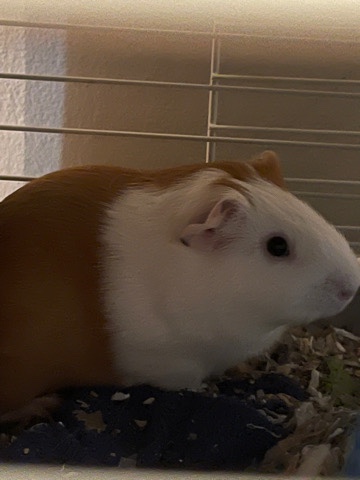 Any – free Guinea Pig Male