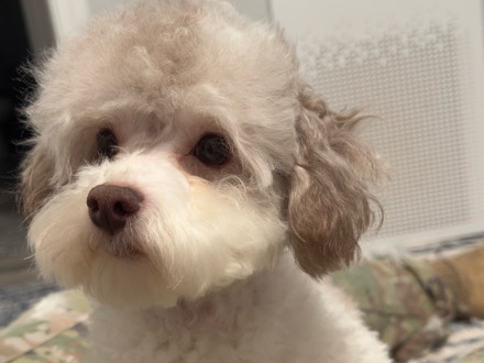 Poodle – White and Apricot Parti Miniature Poodle – Pike Road