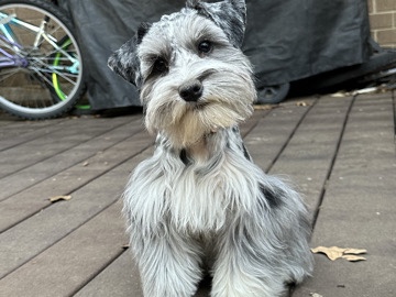 Miniature Schnauzer - miniature Schnauzer available for adoption in Dallas