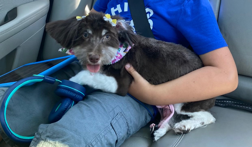 Havanese Puppy Needs Good Home