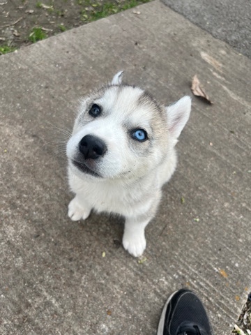 Siberian Husky – Husky puppies
