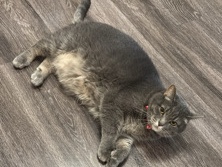 Russian White, Black and Tabby – sprout silver tabby – Bunn