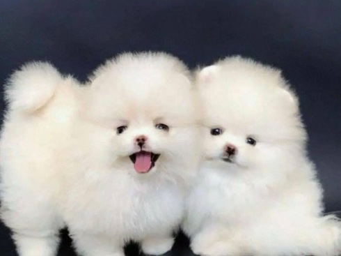 Pomeranian – Pomeranian – Rosemead