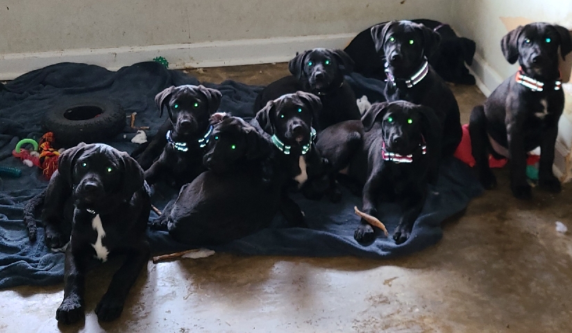 Labrador Retriever – Lab Mix Puppies
