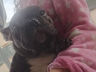 French Bulldog – bulldog francese