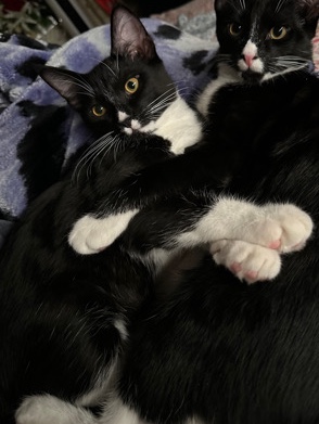 Help this kitty find a home ❤️
