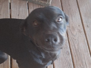 Corgidor – Help I would like to sell my dog – Lubbock