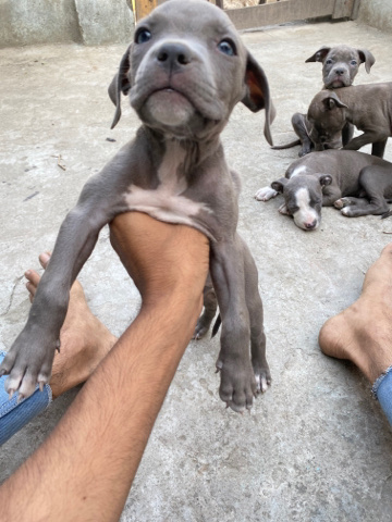 American Pit Bull Terrier – Guys American pitbull sell available