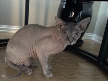 Sphynx – Sphynx hannkatt, 1 år, selges – 5 000 kr – Krokstadelva