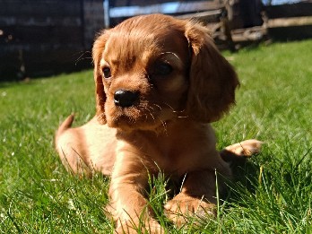 Cavalier King Charles Spaniel – zauberhafte Cavalier King Charles Spaniel – Lichtenau