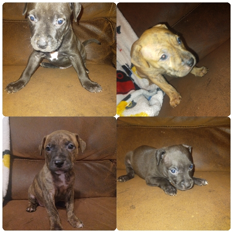 American Pit Bull Terrier – pitbull puppies