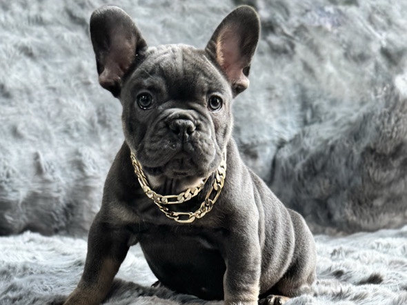 French Bulldog – French Bulldog – San Francisco