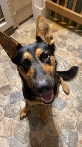 German Shepherd – free german shepherd