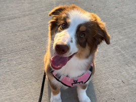 Australian Shepherd - Australian Shepherd Pup available for adoption in San Antonio