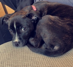 American Bulldog – Baby bully Pitt looking for a new loving home