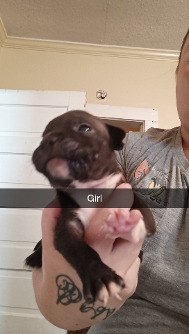 American bully