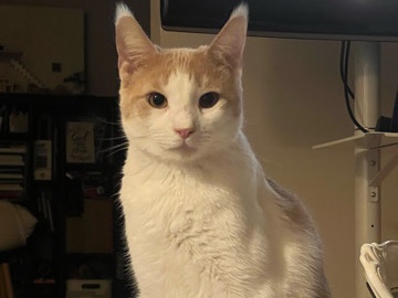 American Shorthair – Sweet 5-Year-Old American Shorthair Cat – Palisades Park – Palisades Park